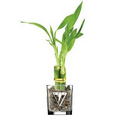 4" Lucky Bamboo Plant in 2.5" Glass Vase